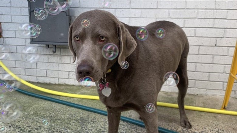 Dog looking unimpressed by bubbles
