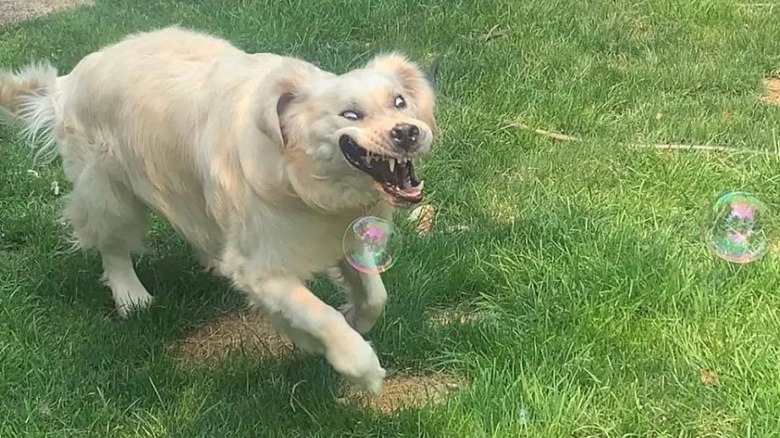 Dog chasing bubbles