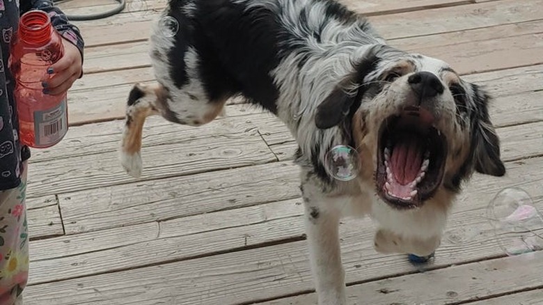 Australian Shepherd trying to catch bubbles