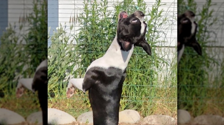 Boston Terrier jumping vertically to catch a bubble
