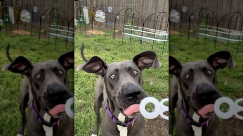 Dog looking cross-eyed at bubble wand