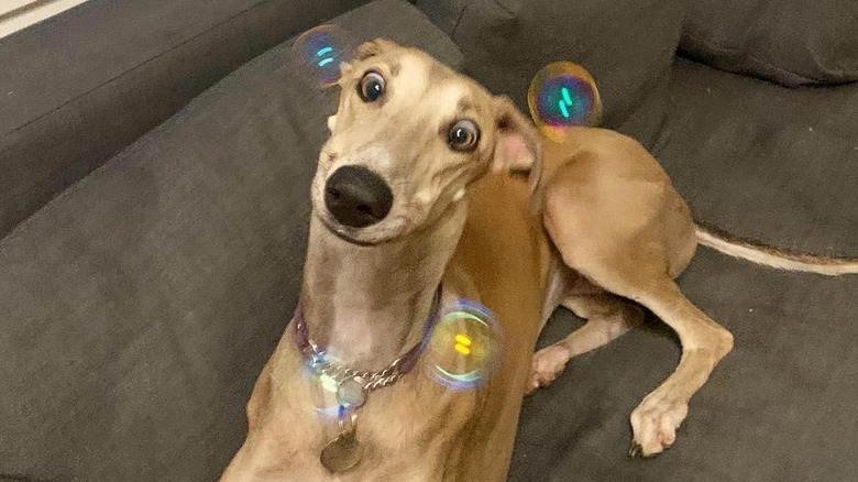 Dog on couch looking cross-eyed at bubbles