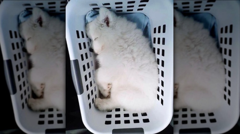 A fluffy white puppy asleep in a laundry basket.