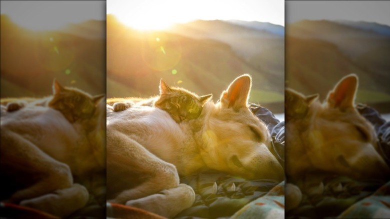 A cat and a dog cuddling together, lying on a blanket, with green hills and the setting sun behind them.