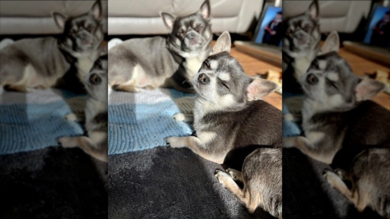 Two Chihuahua dogs laying on a rug in a sunbeam. Both of their eyes are closed in contentment.