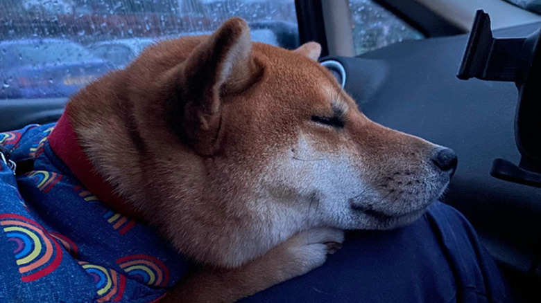 A Shiba Inu dog wearing a rainbow-print coat, laying with its eyes closed on a person's leg inside of a car with rain-streaked windows.