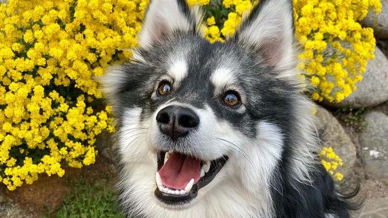 A fluffy, husky-type dog with its mouth open in a smile, standing in front of a bush covered in bright yellow flowers.