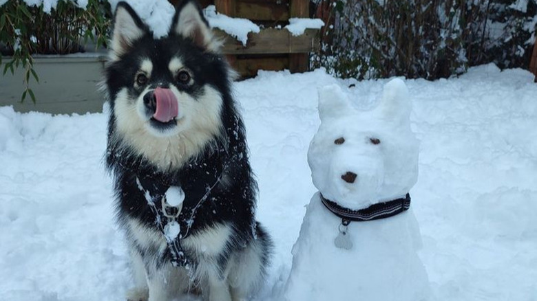 A fluffy dog sitting outside in the snow with its tongue sticking out, licking its nose. Next to the real dog is a dog built out of snow, wearing a collar.