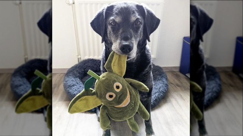 A senior dog with a gray face sits in front of a round dog bed holding a stuffed toy and looking at the camera.