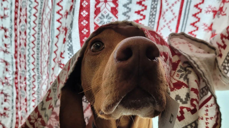 A hound dog standing next to a window with a curtain draped halfway over its face and body.