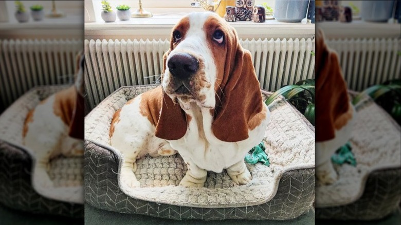 A Basset hound laying in a soft dog bed next to a radiator heater.