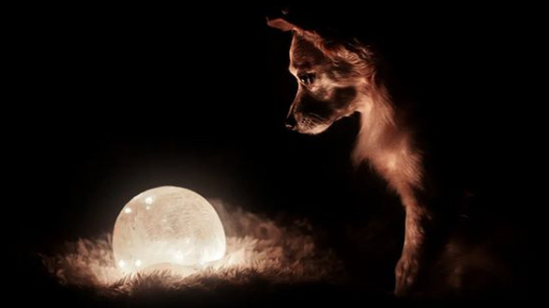 A small dog looking down at a round lamp that looks like the moon. The lamp's soft light is the only thing illuminating the dog's face.