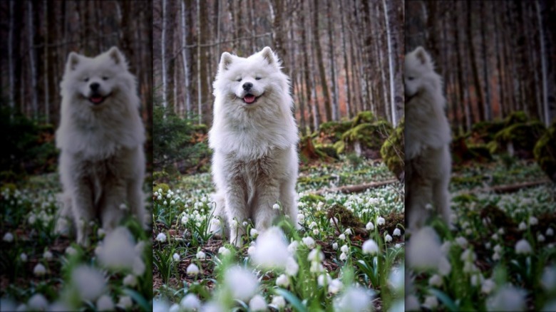 A fluffy white dog with pointy ears, standing in a patch of flowers with a stand of thin trees in the background.