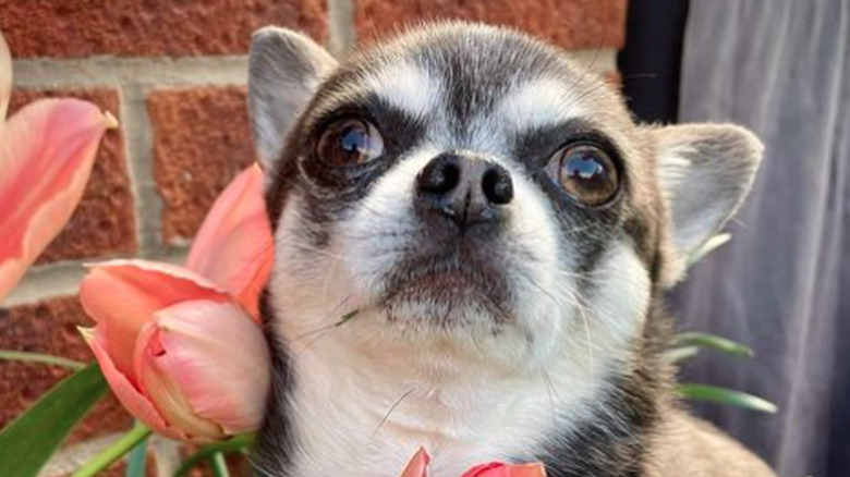 A small Chihuahua dog sitting in a bed of tulips