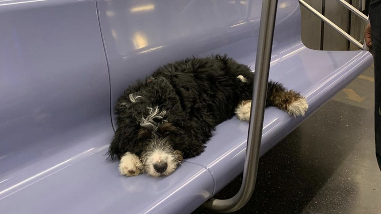 A berne doodle dog lying on subway seat.