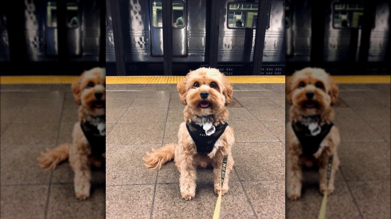 A doodle dog sitting on asubway platform.