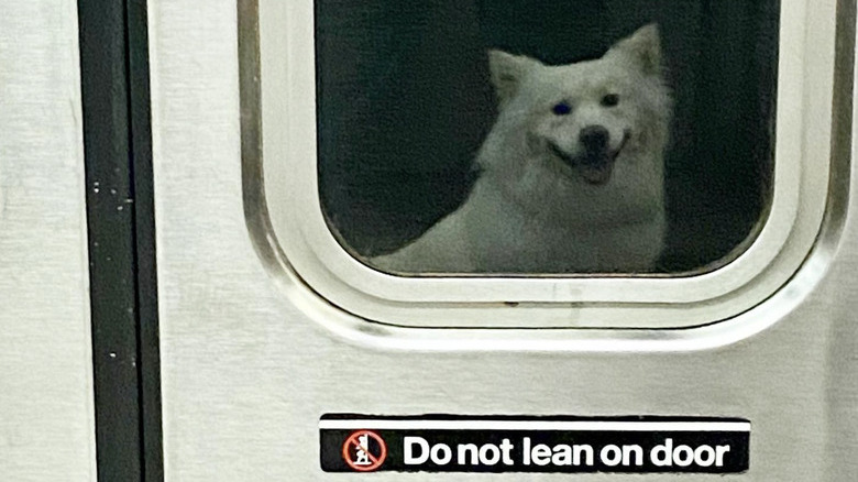 A samoyed dog's reflection in a subway door.