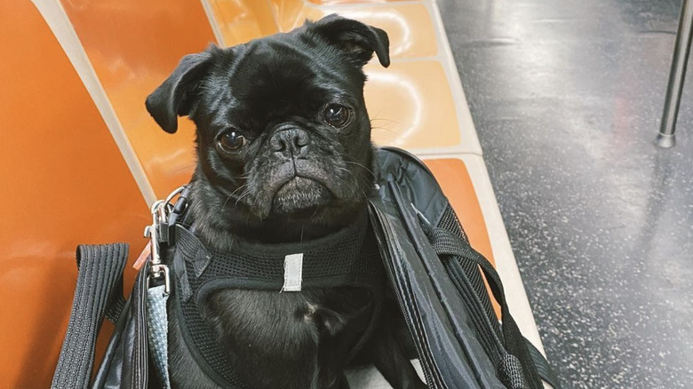 Black pug dog sitting inside a bag on an orange subway seat.