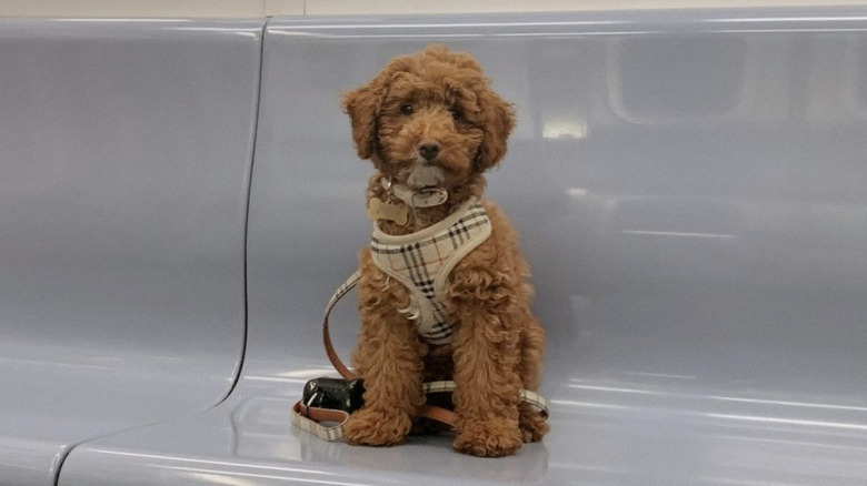 Mini doodle dog sitting alone on subway seat.