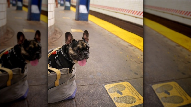 A French bulldog waiting on a subway platform in a bag.