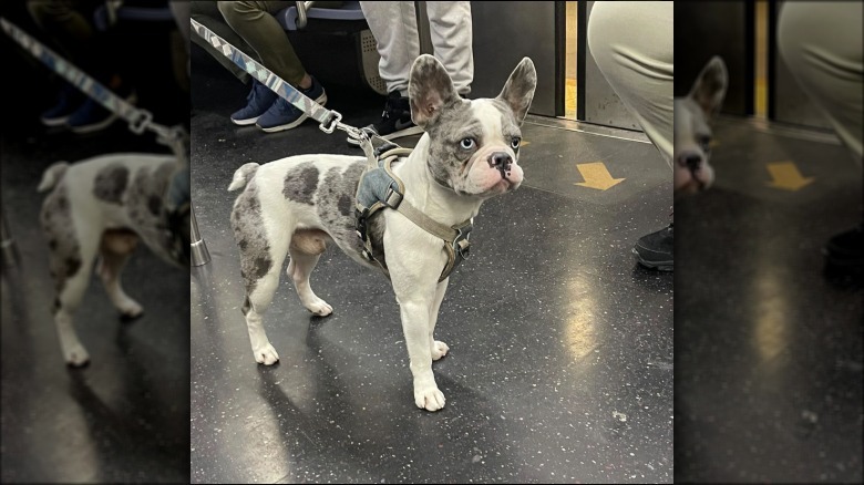 A French bulldog inside a subway train.