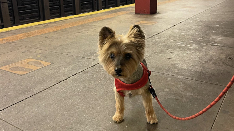 A silky terrier dog on a subway platform.