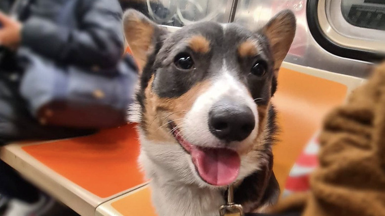 A corgi dog sitting inside a subway train.