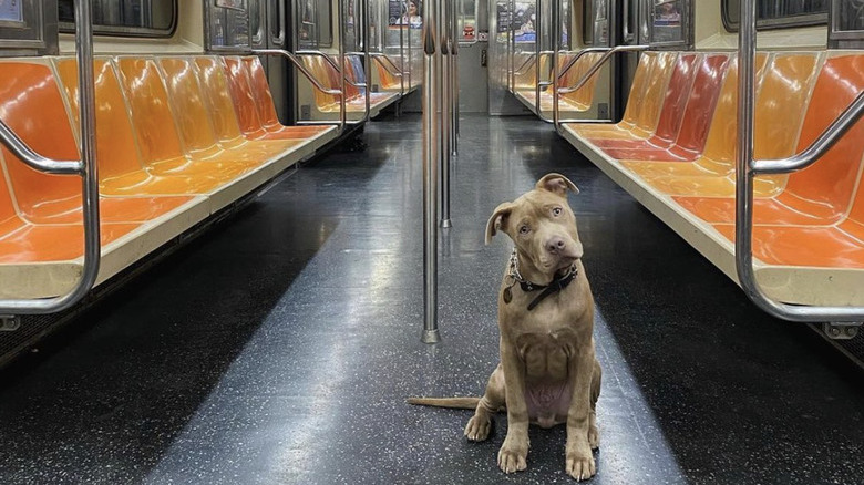 A dog inside an empty subway car.