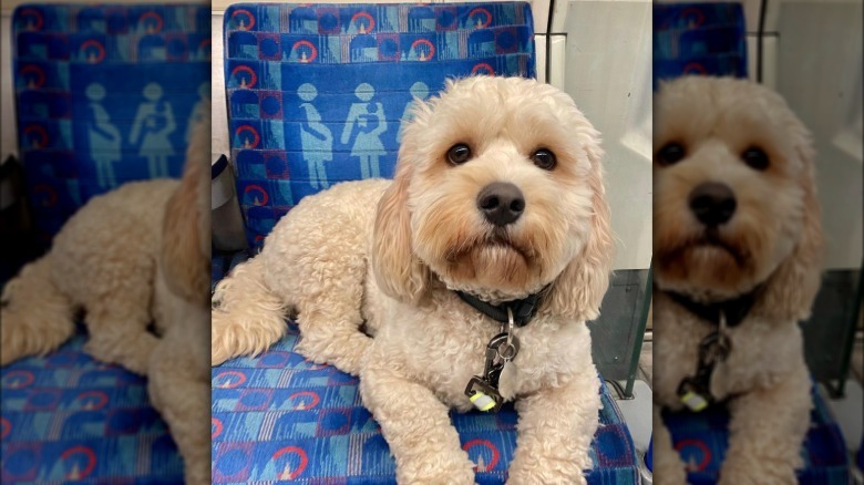 Cavachon dog lying on a subway seat.