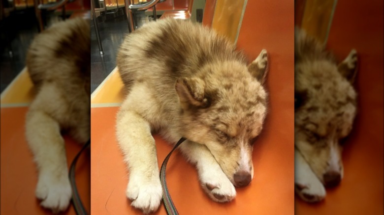 Pomsky puppy sleeping on a subway seat.