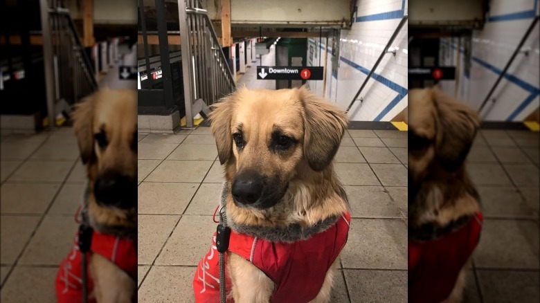 Puppy standing near subway steps.