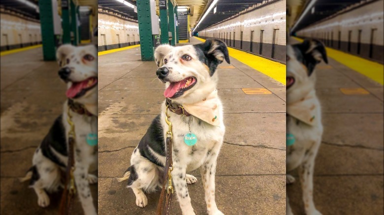 Australian shepherd mix dog sitting on a subway platform.