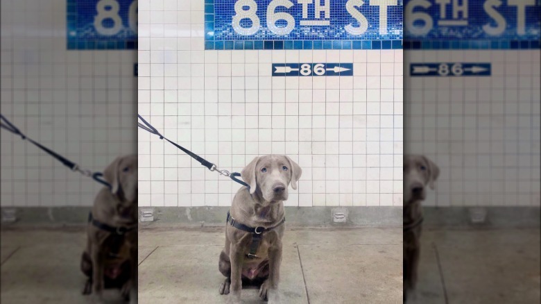Silver labrador dog sitting near subway platform at 86th street.