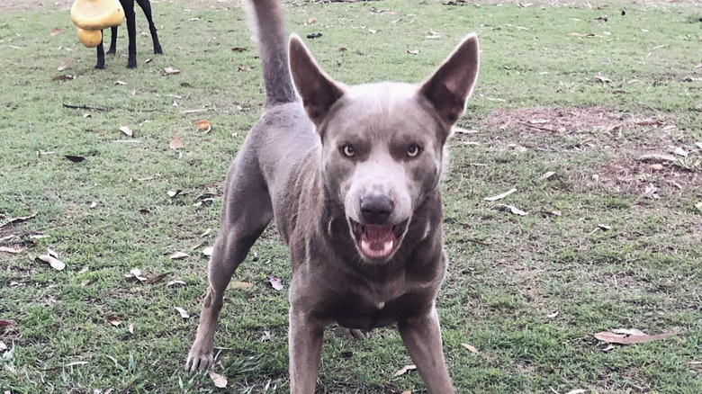 a dog with an angry snarl on its face.
