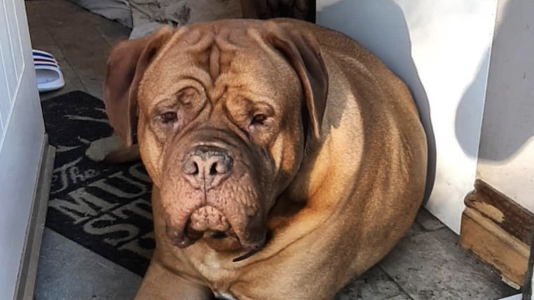 a dog with an exagerratedly sad look on its face.