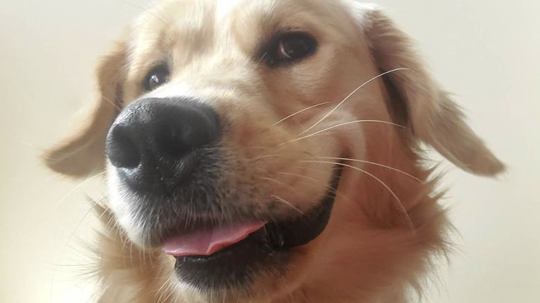 a dog with a cocky look on its face.