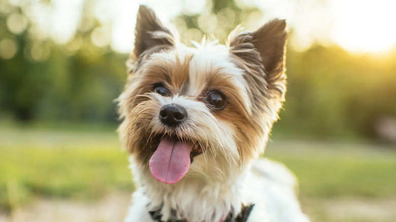 Happy dog in a field