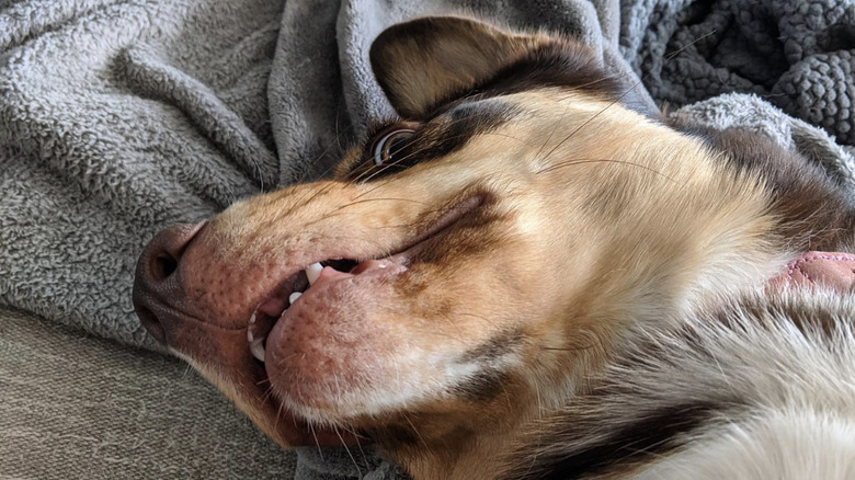 a dog with a cute goofy look on its face.