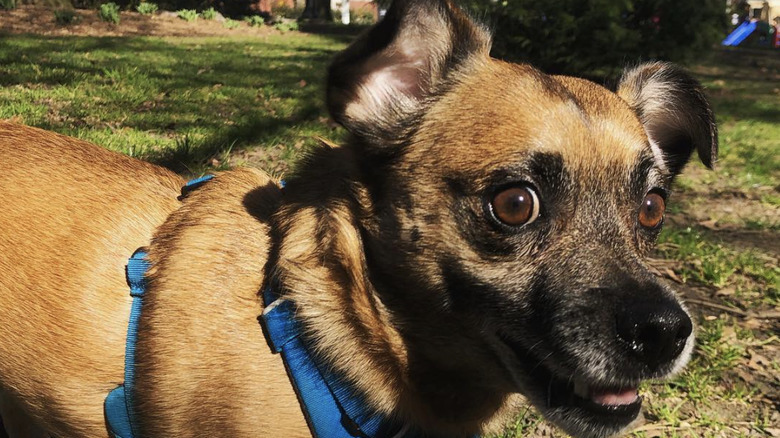 a dog with a surprised expression.