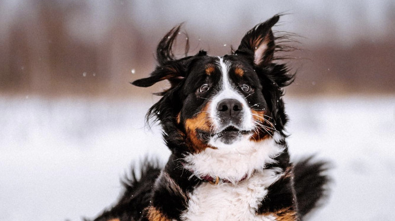 a dog playing in the snow with a goofy facial expression.