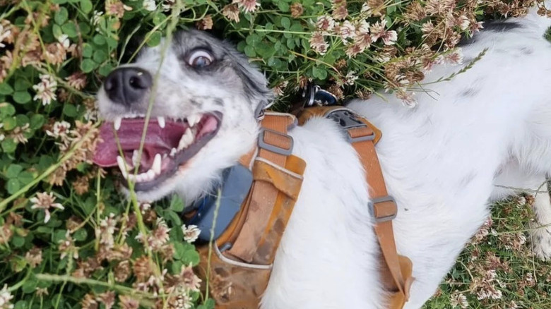 a dog lying in the grass with its tongue lolling out.