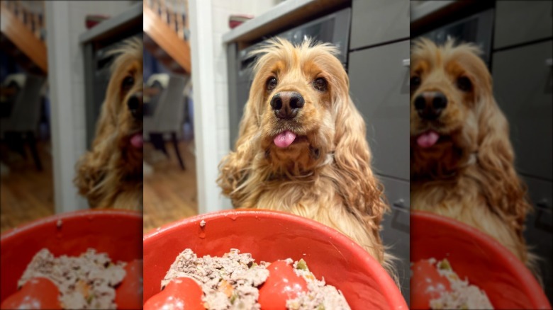 a dog with its tongue out in front of a plate of food.