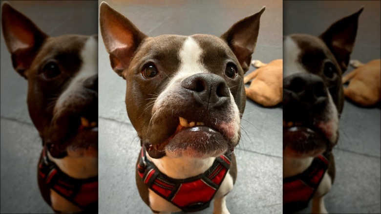 a dog with its little fang showing in a cute snarl.
