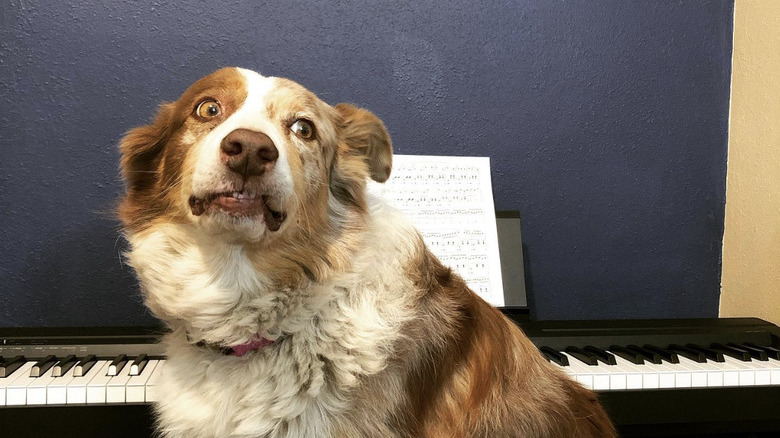 a dog sitting on a piano bench looking off to the side.