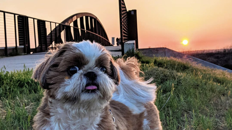 a dog with a goofy expression with a sunset in the background.