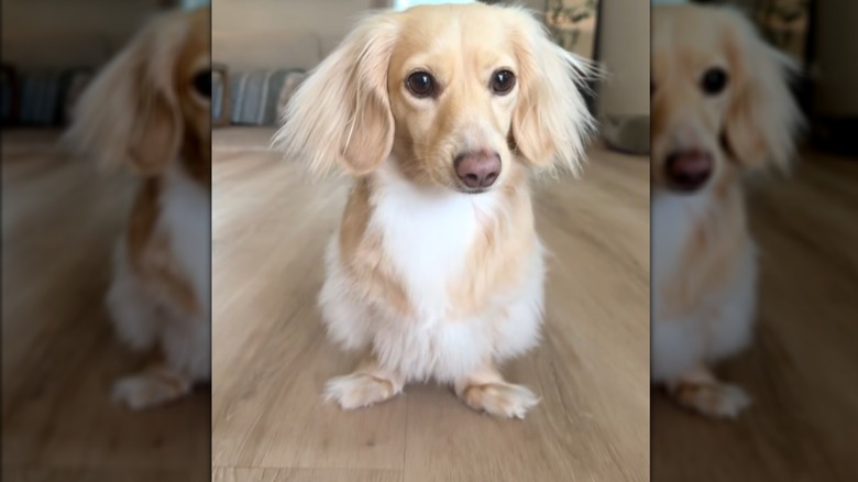 A small, long-haired dachshund standing on a hardwood floor.