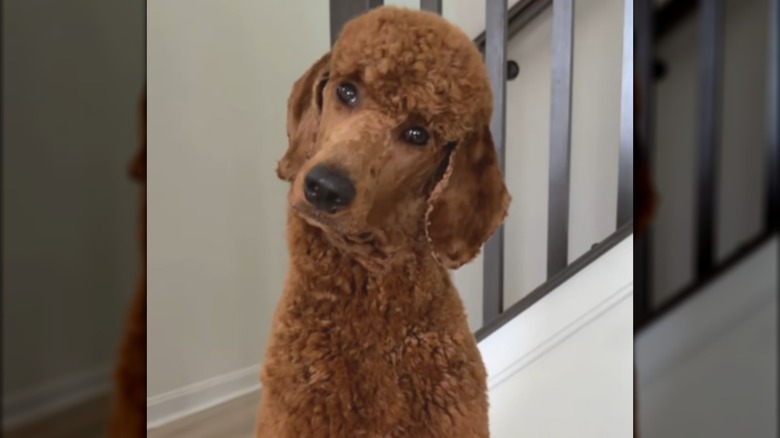 A brownish-red poodle cocking its head to the side.
