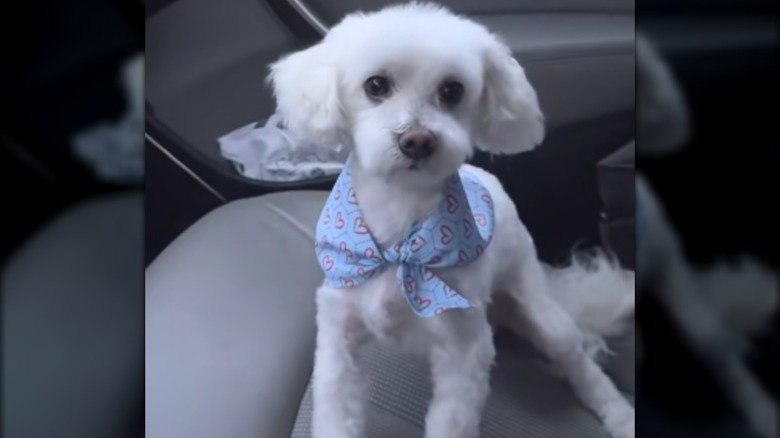 A small white dog in a blue bandana standing inside a car.