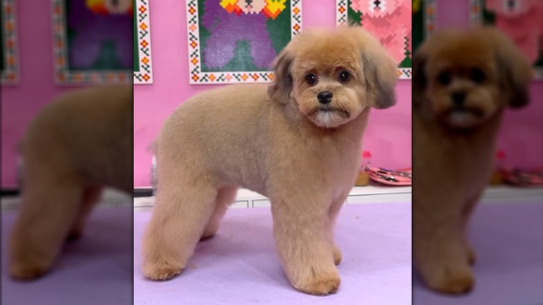 A pomapoo standing on a table in front of a pink wall.