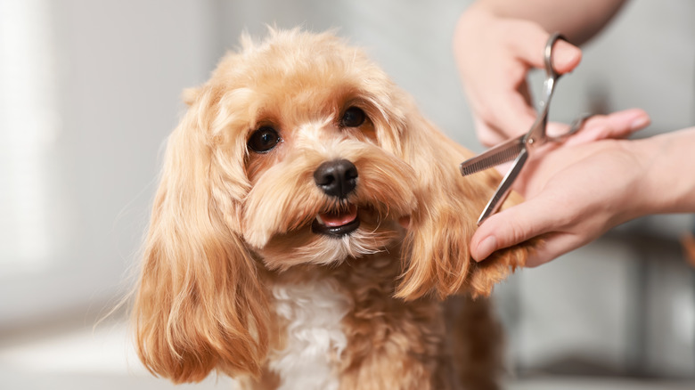 A groomer cutting a small dog's hair.